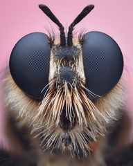Laphria flava
