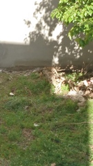 Vulpes vulpes flavescens