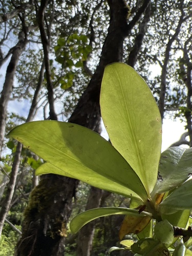 Myrsine kauaiensis observed 2022-10-11