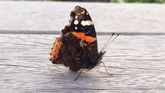 Vanessa atalanta atalanta