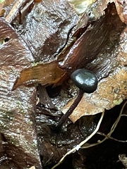 Sarcoleotia globosa