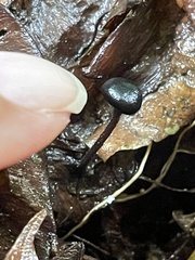 Sarcoleotia globosa