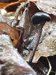 Sarcoleotia globosa