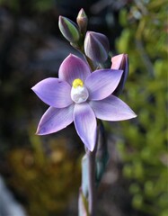 Thelymitra