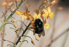 Xylocopa sonorina
