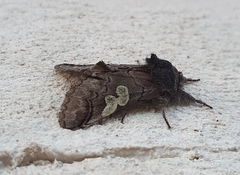 Diloba caeruleocephala