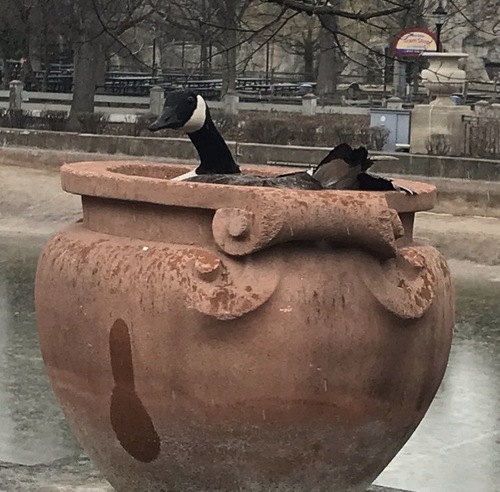 Canada Goose photographed in Illinois