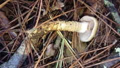 Cortinarius trivialis