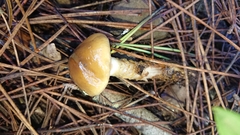 Cortinarius trivialis