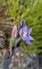 Thelymitra
