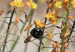 Xylocopa sonorina