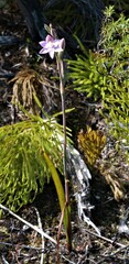 Thelymitra