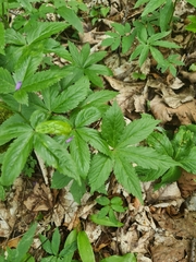 Cardamine pentaphyllos