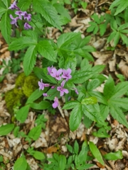 Cardamine pentaphyllos