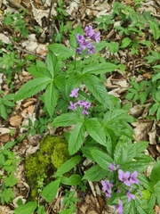 Cardamine pentaphyllos