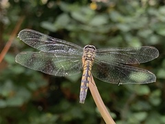 Brachydiplax sobrina