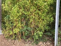 Phyllostachys