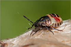 Carpocoris