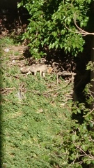 Vulpes vulpes flavescens