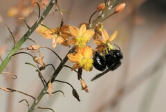 Xylocopa sonorina