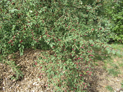 Cotoneaster multiflorus