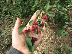 Cotoneaster multiflorus