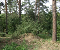 Cotoneaster multiflorus
