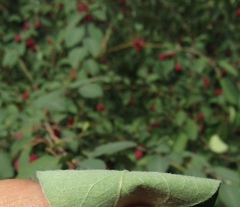 Cotoneaster multiflorus