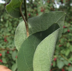 Cotoneaster multiflorus