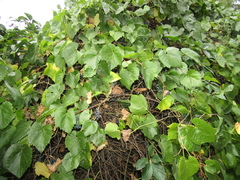 Vitis amurensis