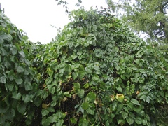 Vitis amurensis