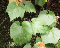 Vitis amurensis
