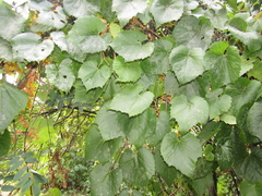 Vitis amurensis