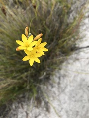 Ixia odorata