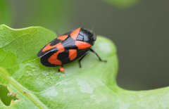 Cercopis vulnerata