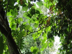 Vitis amurensis