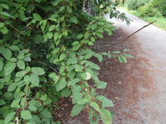 Cotoneaster hebephyllus