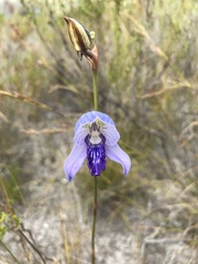Disa purpurascens