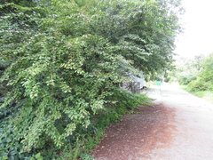 Cotoneaster hebephyllus