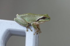 Hyla meridionalis