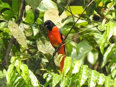 Pericrocotus speciosus