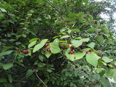 Cotoneaster hebephyllus