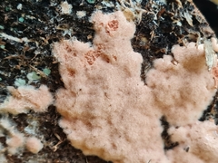 Corticium roseum