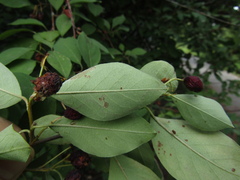 Cotoneaster hebephyllus