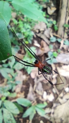Leucauge