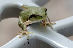 Hyla meridionalis