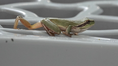 Hyla meridionalis