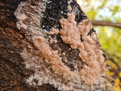 Corticium roseum