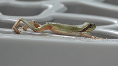 Hyla meridionalis
