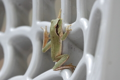 Hyla meridionalis